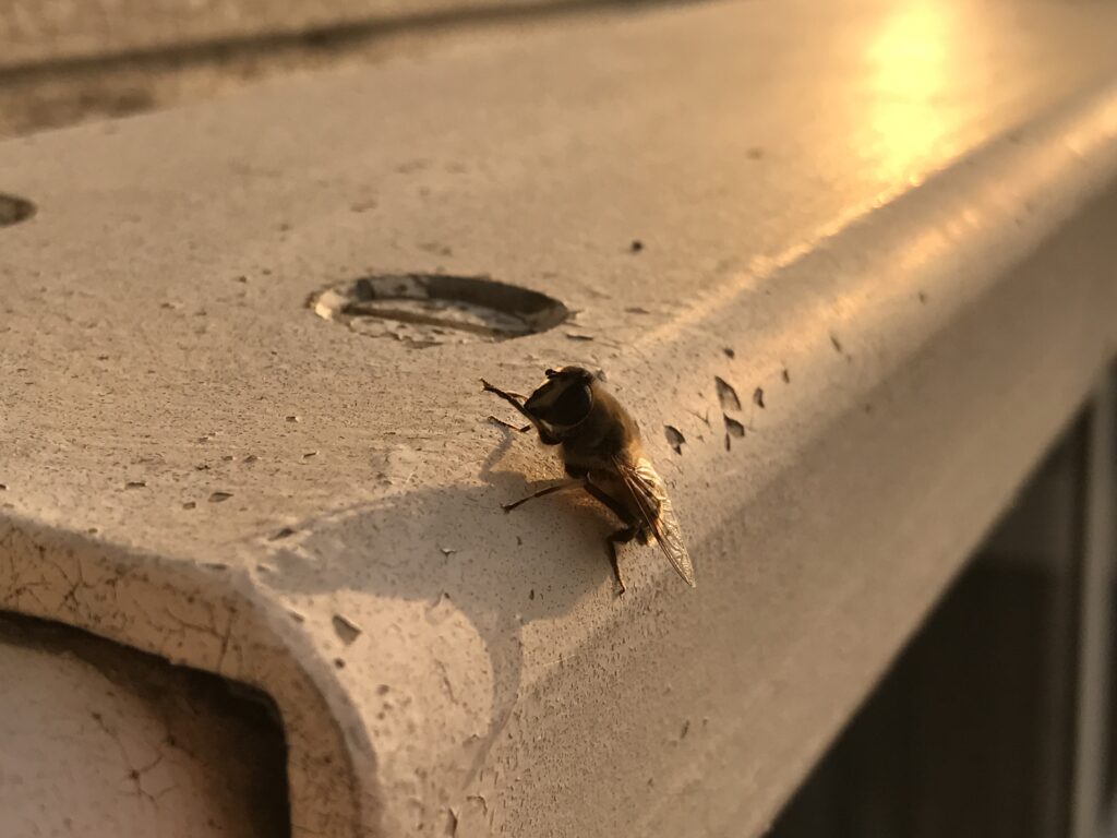 Testet: iPhone 7 Plus 6 IMG 0008