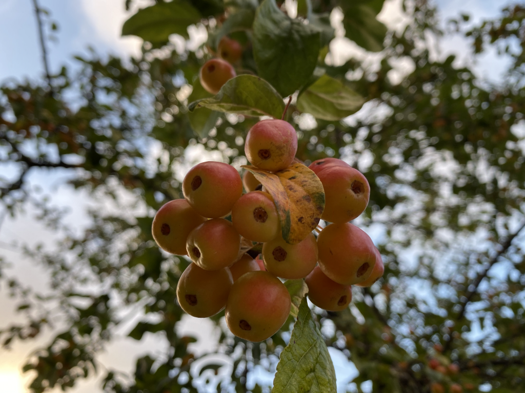 Anmeldelse: Apple iPhone 11 2 iPhone 11