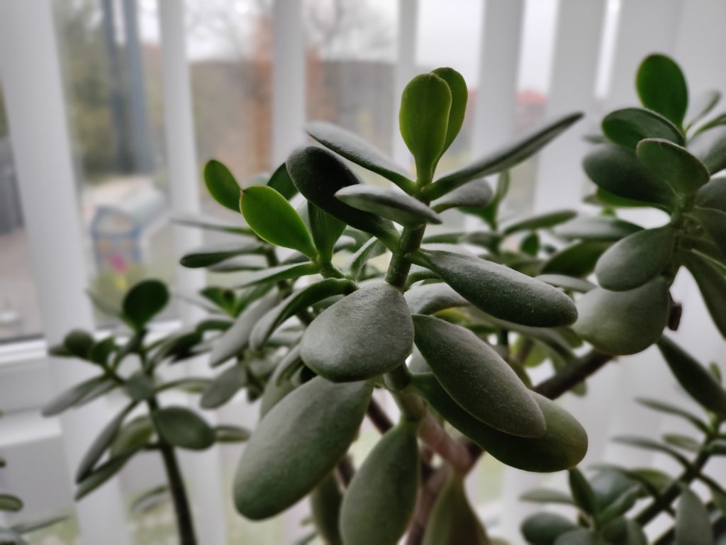 Anmeldelse: OnePlus Nord N10 9 IMG 20201109 122412 Bokeh