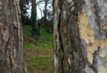 OnePlus 10 Pro – vores første billeder 7 2022 0321 oneplus 10 pro 1 1