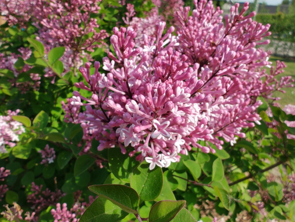 IMG 20220519 164850260