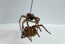 Døde jagtedderkopper laves til robotter 4 jagtedderkopper