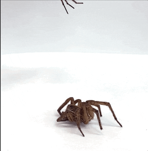 jagtedderkopper