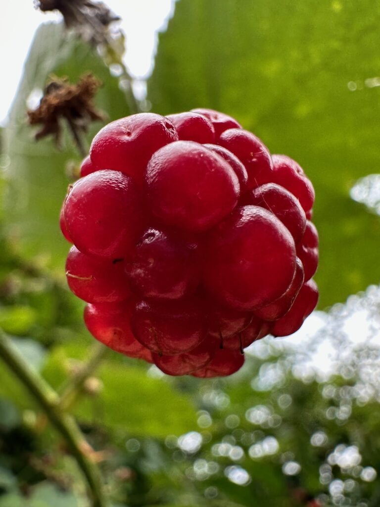 Anmeldelse: Apple iPhone 14 Pro 6 IMG 0004