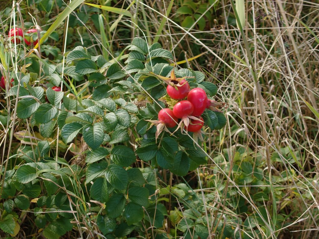 Anmeldelse: Sony Xperia 1 IV 12 Sony Xperia 1 IV 35x zoom