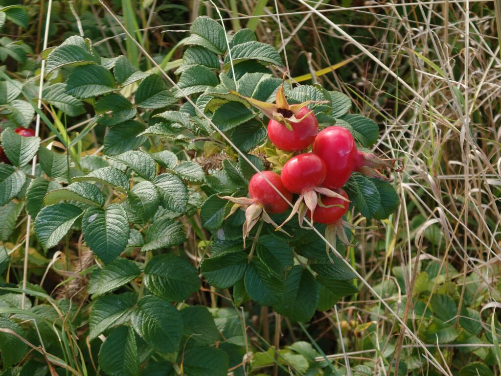 Anmeldelse: Sony Xperia 1 IV 13 Sony Xperia 1 IV 52x zoom