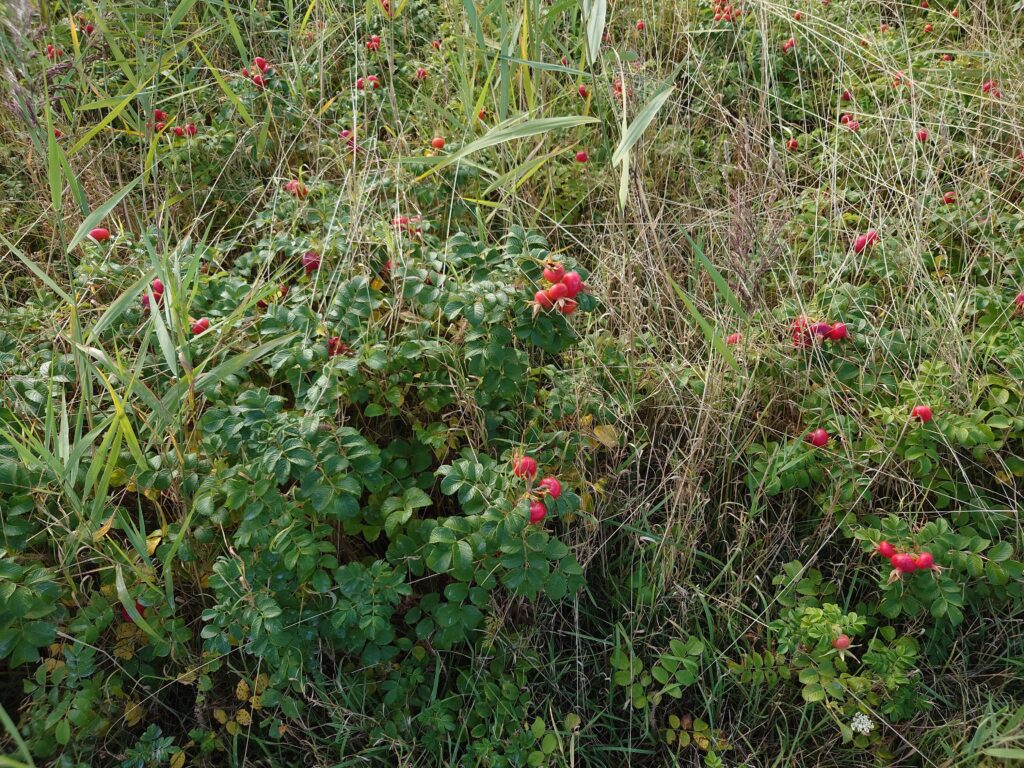 Anmeldelse: Sony Xperia 1 IV 11 Sony Xperia 1 IV primaert kamera