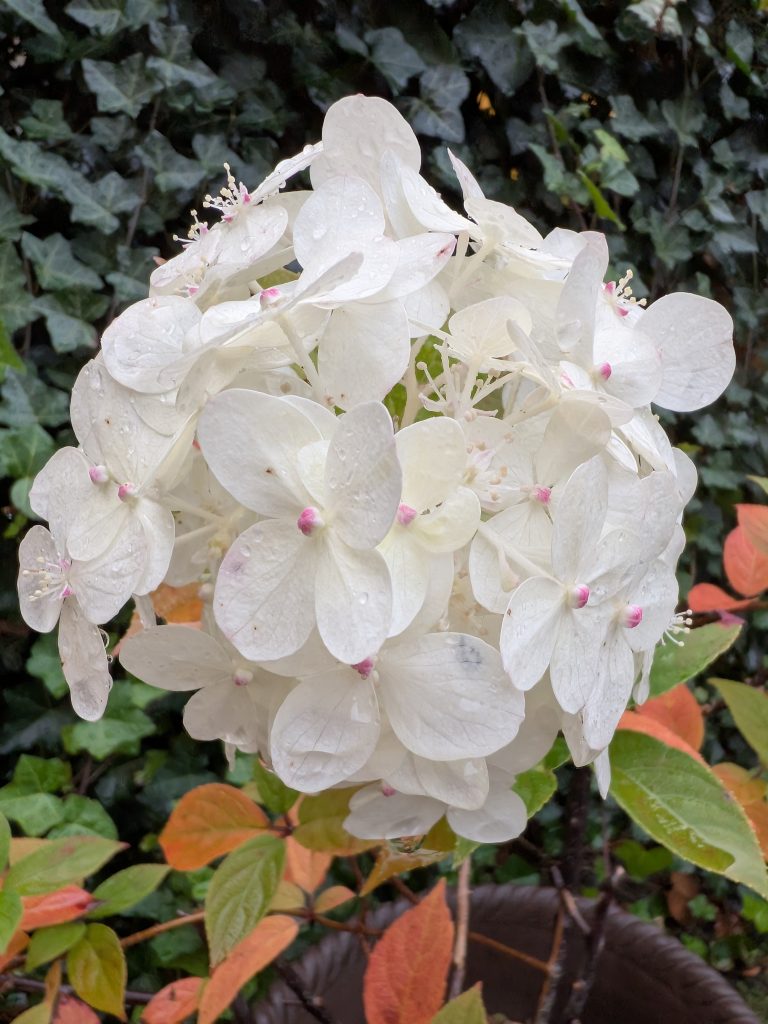 Anmeldelse: Google Pixel 9 Pro Fold 8 PXL 20241009 151238430