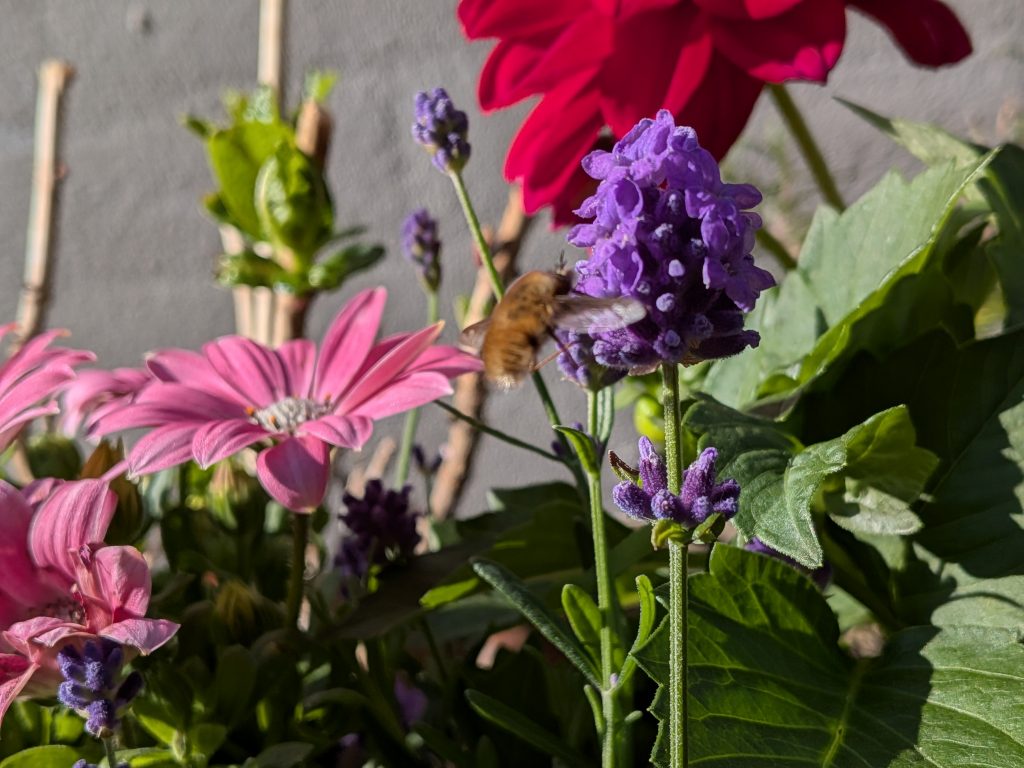 Anmeldelse: Google Pixel 9a 4 1000002789