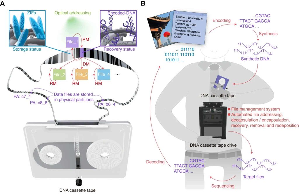 Fremtidens harddisk er levende – DNA kan gemme al din data 2 DNA