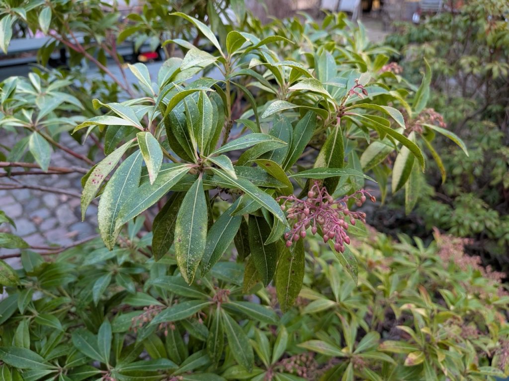 TEST: Google Pixel 10a 4 2694 – stor