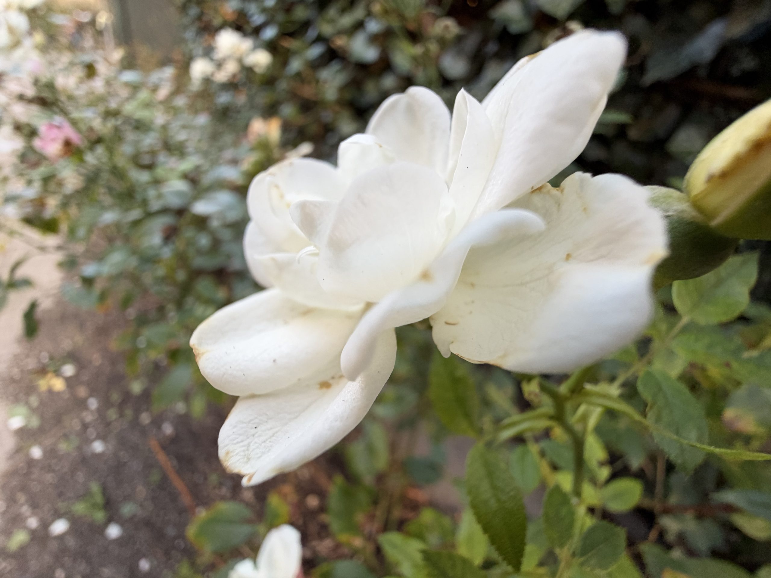 Nærbillede i dagslys fotograferet med iPhone 18 Pro Max